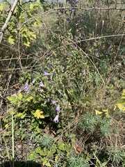 Campanula sibirica