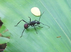 Polyrhachis armata