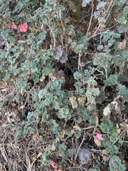 Pelargonium × hybridum