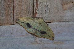 Heterolocha biplagiata