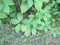 Parthenocissus inserta
