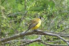 Pachycephala fuliginosa