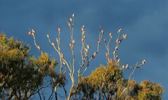 Eolophus roseicapilla