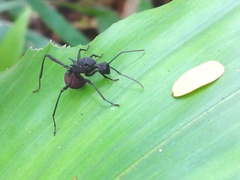 Polyrhachis armata