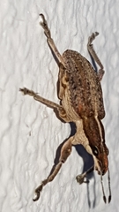 Charagmus gressorius