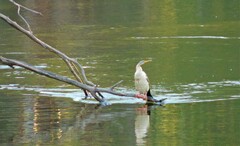Anhinga novaehollandiae