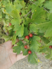 Crataegus sanguinea