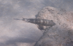 Cheilinus chlorourus