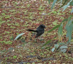 Rhipidura leucophrys