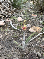 Caladenia discoidea