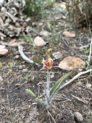 Caladenia discoidea