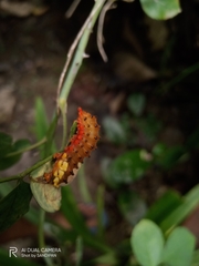 Trypanophora semihyalina