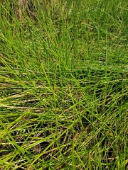 Eleocharis palustris