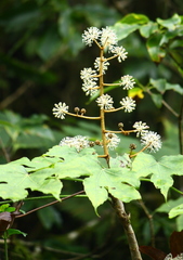 Fatsia polycarpa