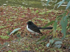 Rhipidura leucophrys