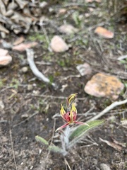 Caladenia discoidea