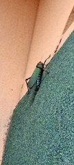 Tropidacris cristata