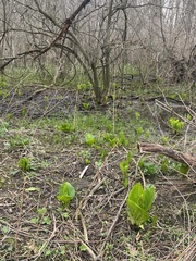 Symplocarpus foetidus