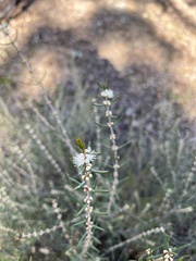Hypocalymma angustifolium
