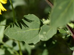 Chenopodium betaceum