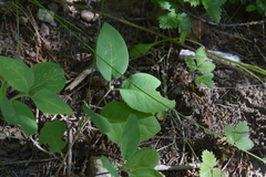 Lonicera ciliosa
