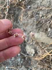 Eriogonum gracile gracile