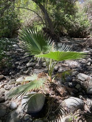 Washingtonia robusta