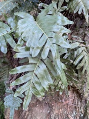 Polypodium scouleri