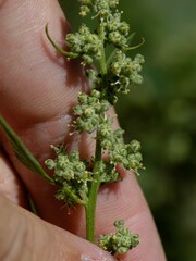 Chenopodium betaceum