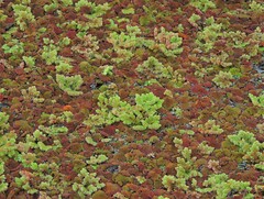 Azolla rubra