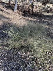 Hypocalymma angustifolium