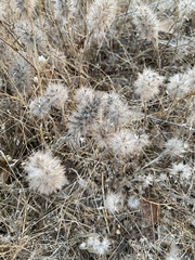Trifolium angustifolium
