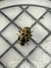 Hippodamia tredecimpunctata