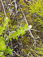 Leptorhynchos squamatus