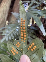 Polypodium scouleri