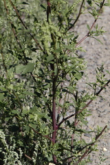Chenopodium betaceum