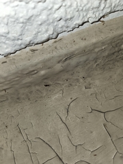 Brachymyrmex patagonicus