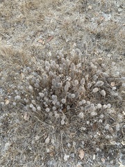 Trifolium angustifolium