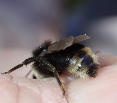 Bombus insularis