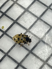 Hippodamia tredecimpunctata