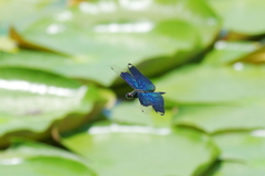 Rhyothemis fuliginosa