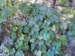 Vitis girdiana