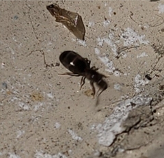 Brachymyrmex patagonicus