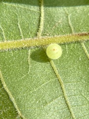 Caryomyia cilidolium