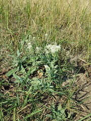Lepidium chalepense