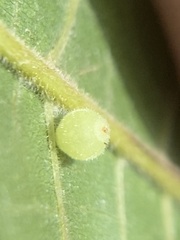 Caryomyia cilidolium