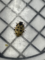 Hippodamia tredecimpunctata