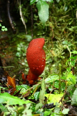 Balanophora laxiflora