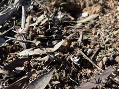 Caladenia saccharata