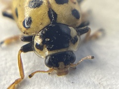 Hippodamia tredecimpunctata